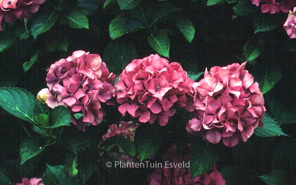 Hydrangea macrophylla 'Sibilla'