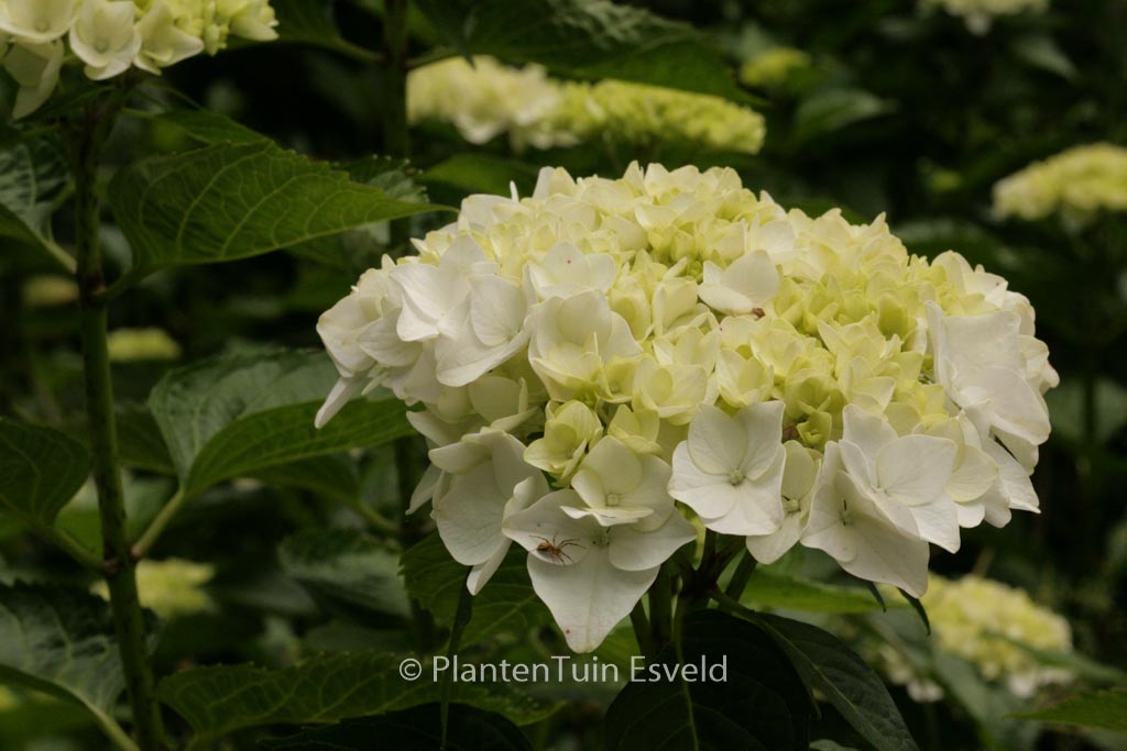 Hydrangea macrophylla 'Soeur Therese'
