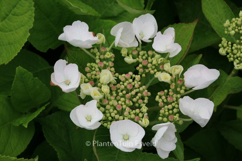 Hydrangea macrophylla 'Veitchii'