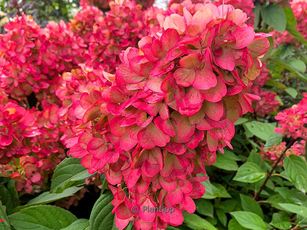 Hydrangea paniculata 'Bloody Marie'