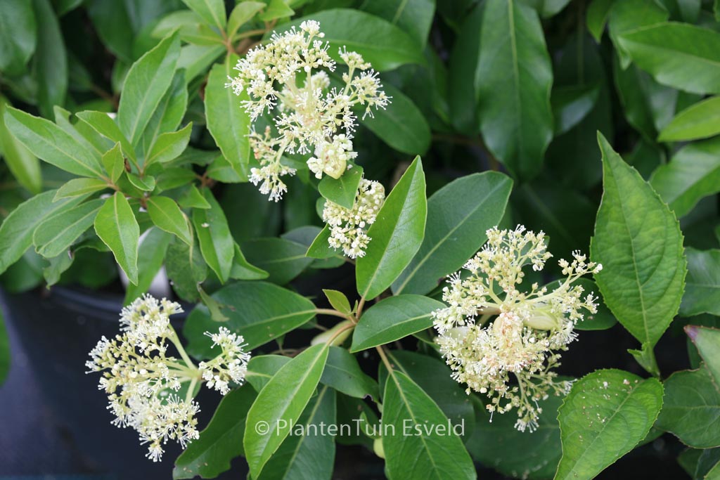 Hydrangea seemannii x serratifolia