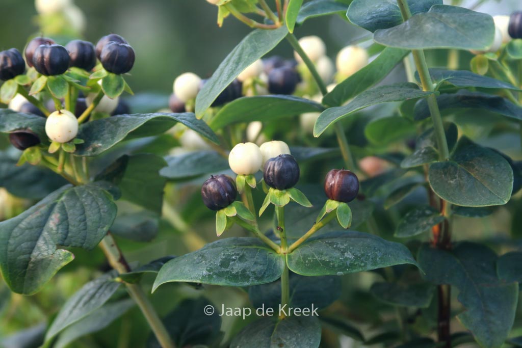 Hypericum 'Allblizz' (MIRACLE BLIZZ)