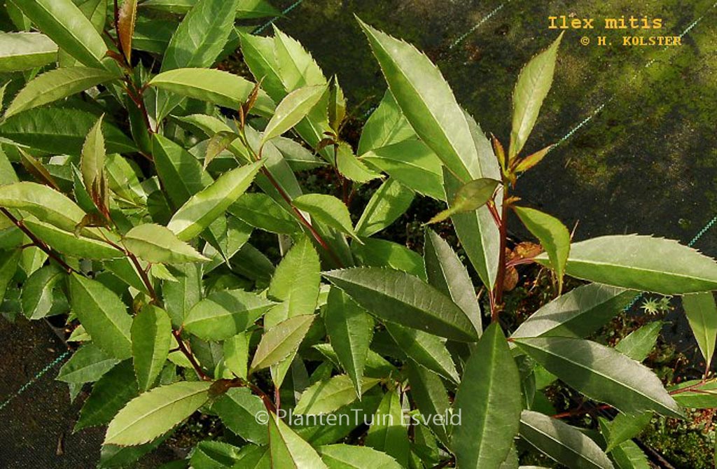 Ilex mitis