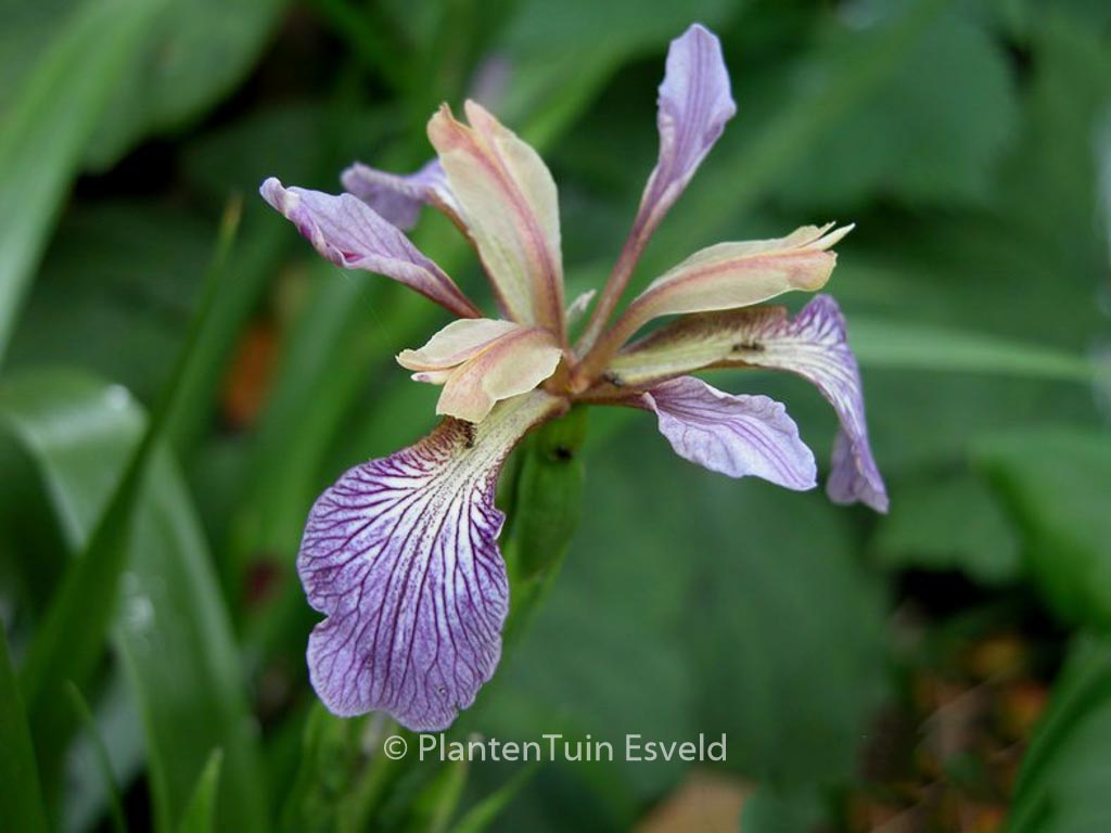 Iris foetidissima