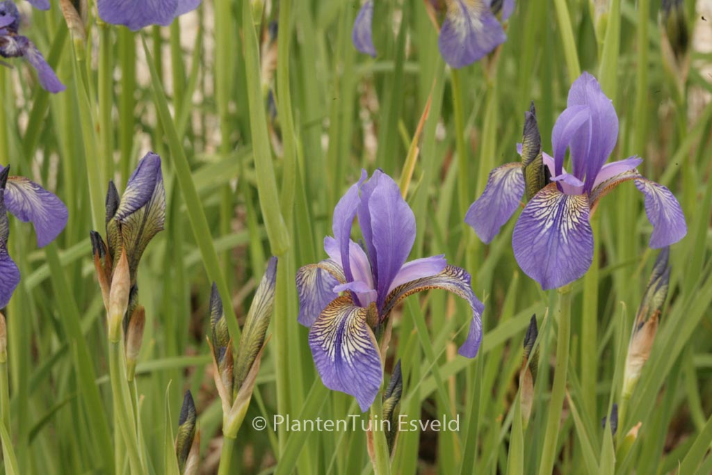 Iris sibirica