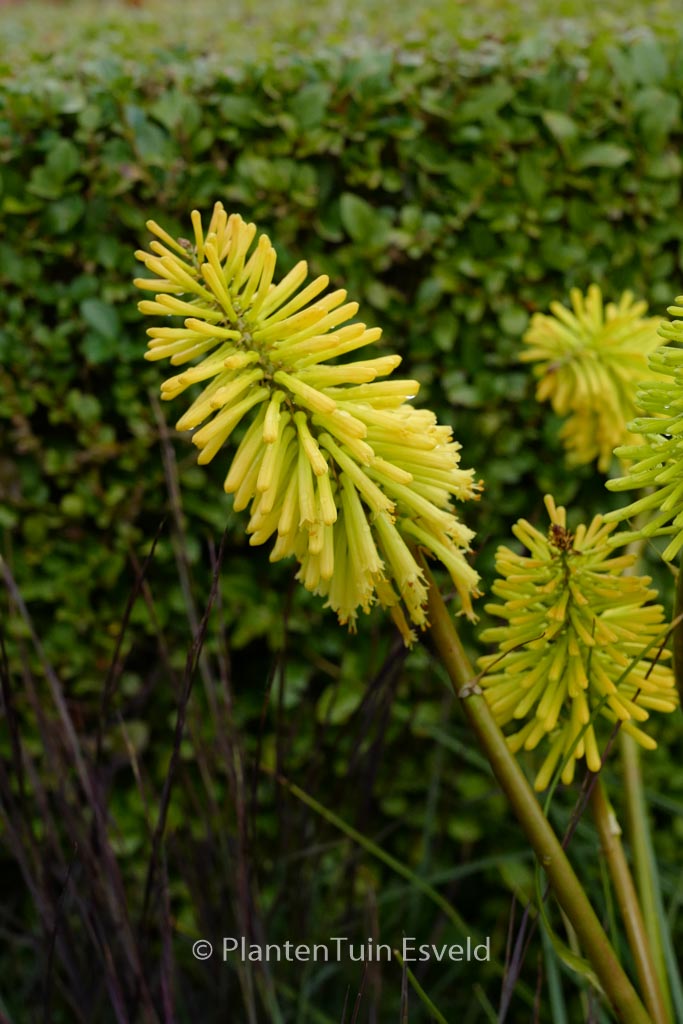 Kniphofia 'Dorset Sentry'