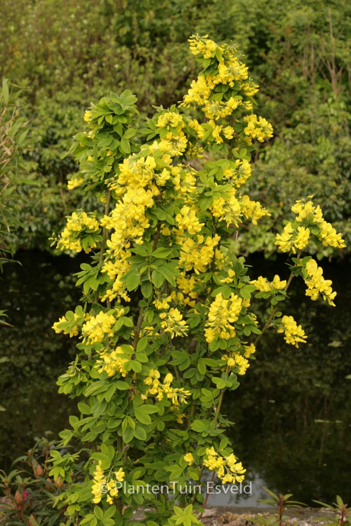 Laburnum anagyroides 'Sunspire'