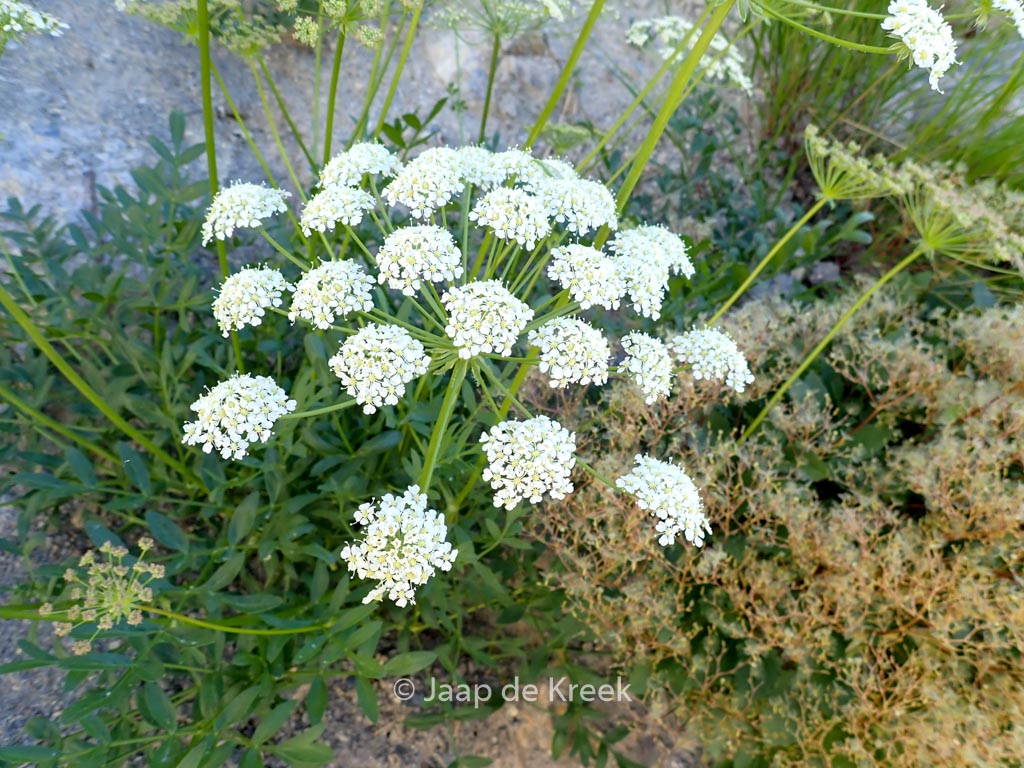Laserpitium siler