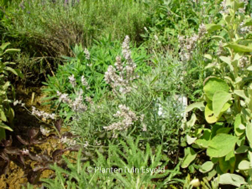 Lavandula angustifolia 'Hidcote Pink'