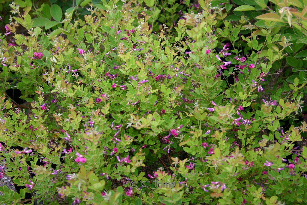 Lespedeza bicolor 'Yakushima'