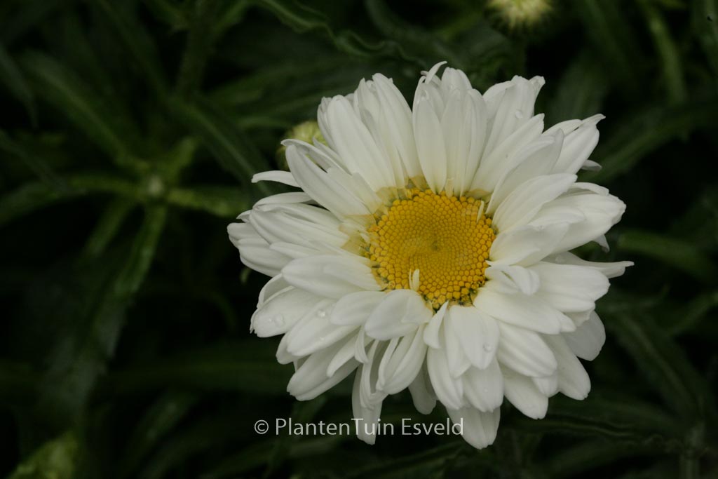 Leucanthemum 'Victorian Secret'