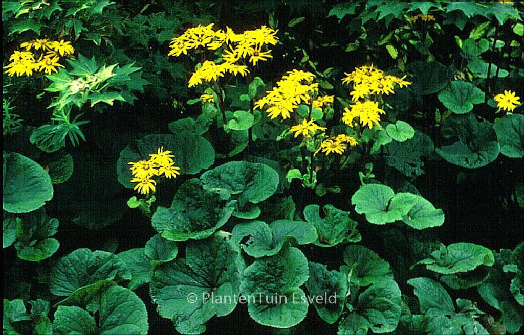 Ligularia dentata 'Desdemona'