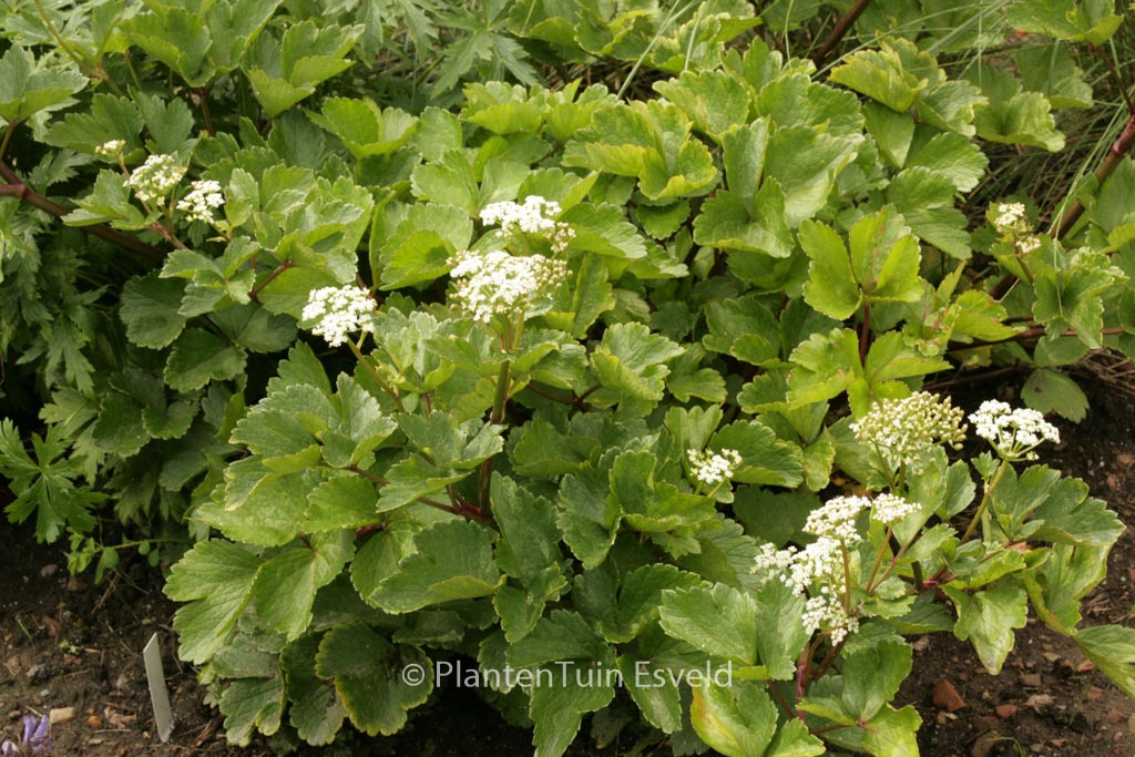 Ligusticum scoticum