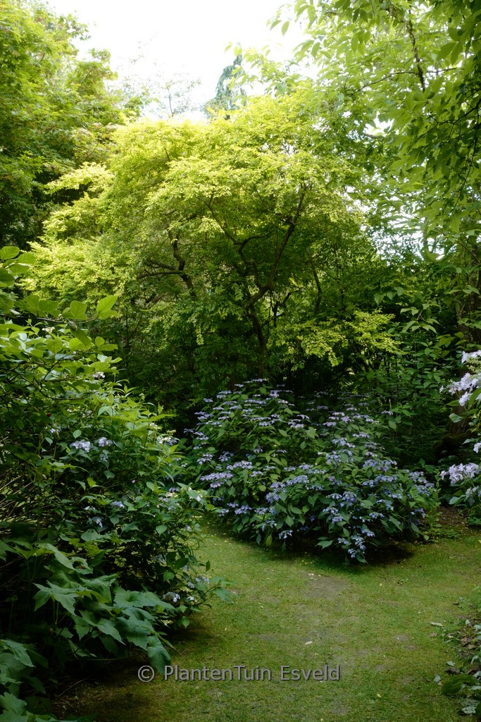 Ligustrum ovalifolium 'Lemon and Lime'