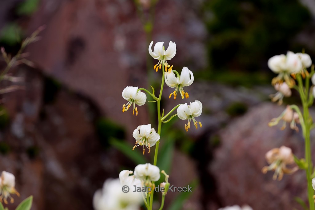 Lilium martagon album