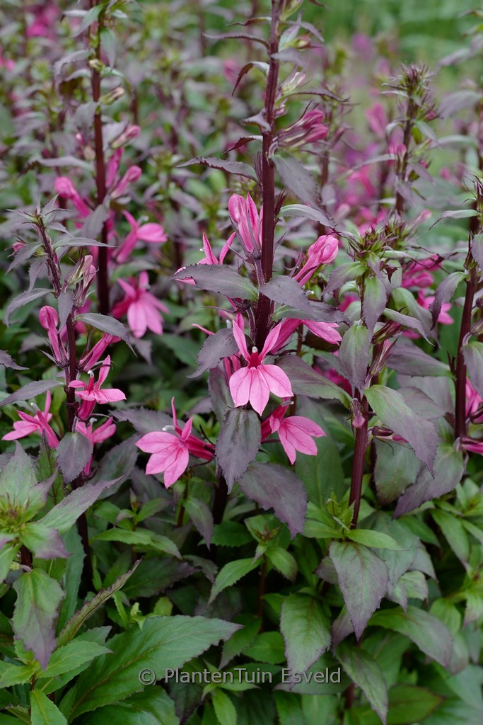 Lobelia speciosa FAN 'Cinnabar Rose'