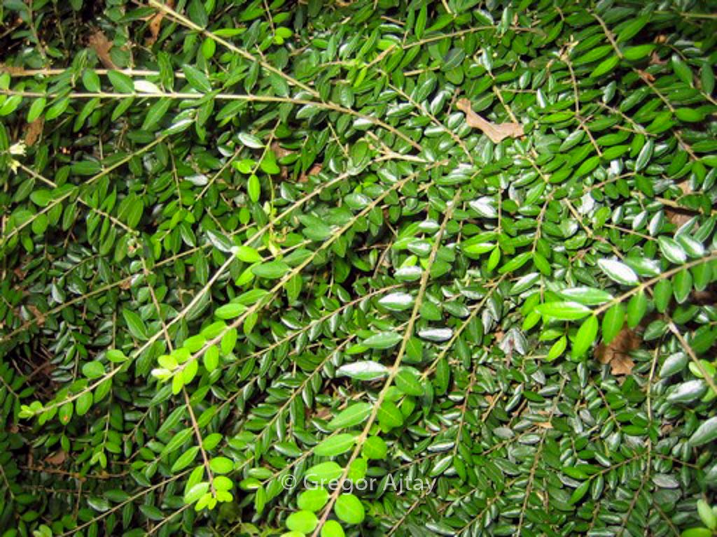 Lonicera nitida 'Hohenheimer Findling'