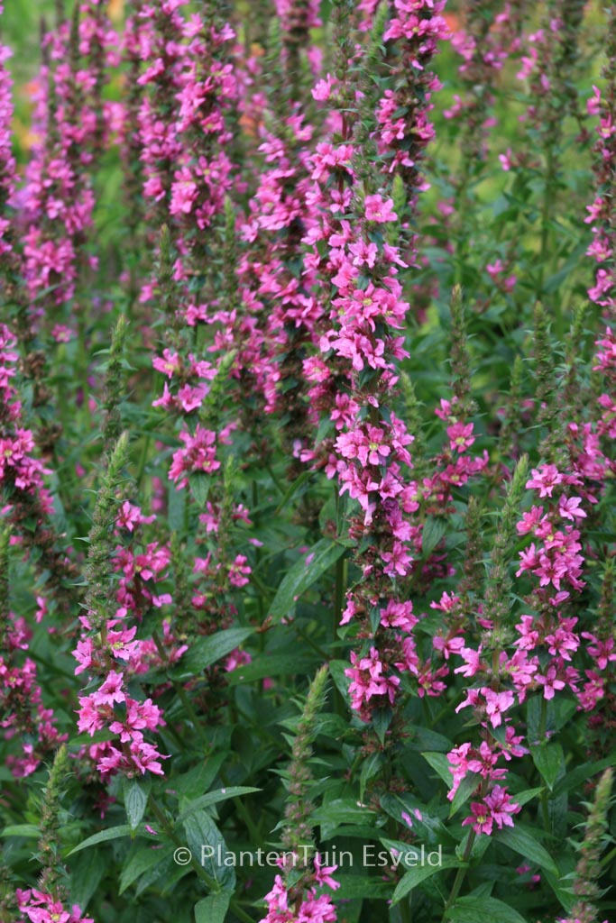 Lythrum salicaria 'Zigeunerblut'