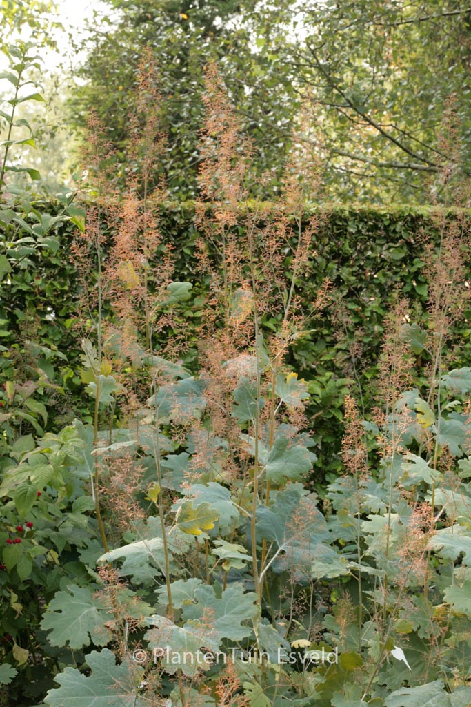 Macleaya cordata