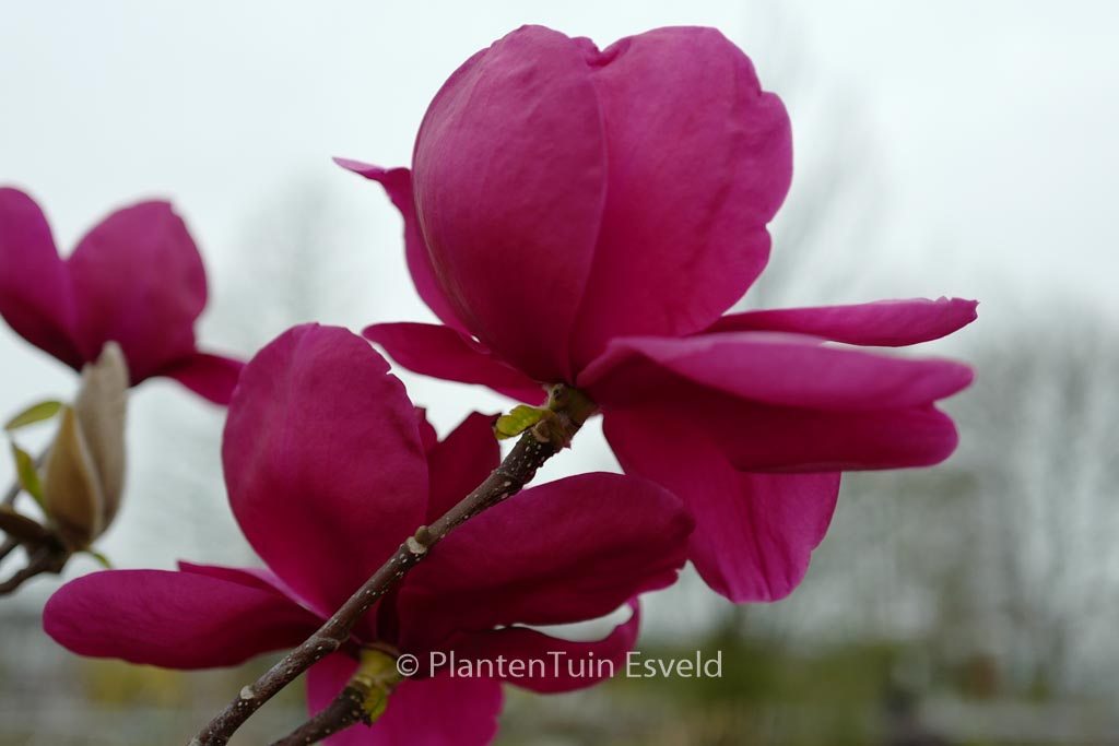 Magnolia 'Felix Jury'