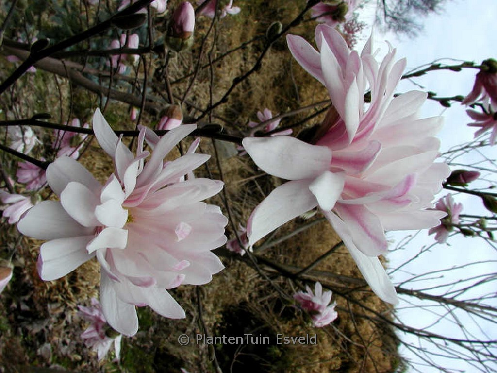 Magnolia stellata 'Pink Perfection'