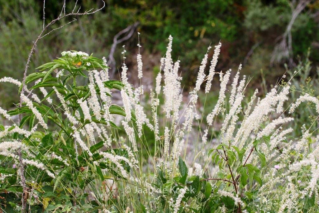 Melica ciliata