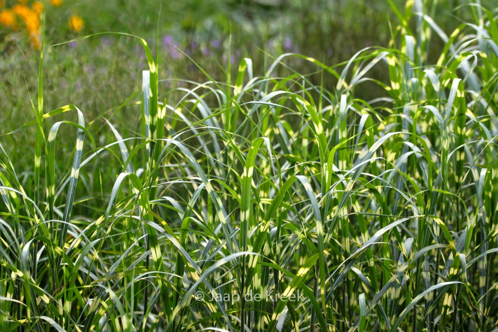 Miscanthus sinensis 'Giraffe'