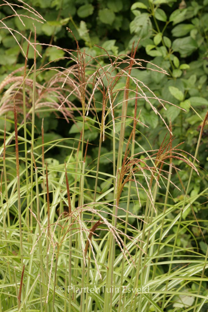 Miscanthus sinensis 'Undine'