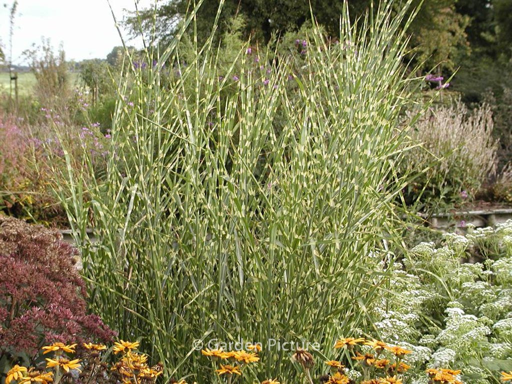 Miscanthus sinensis 'Zebrinus'