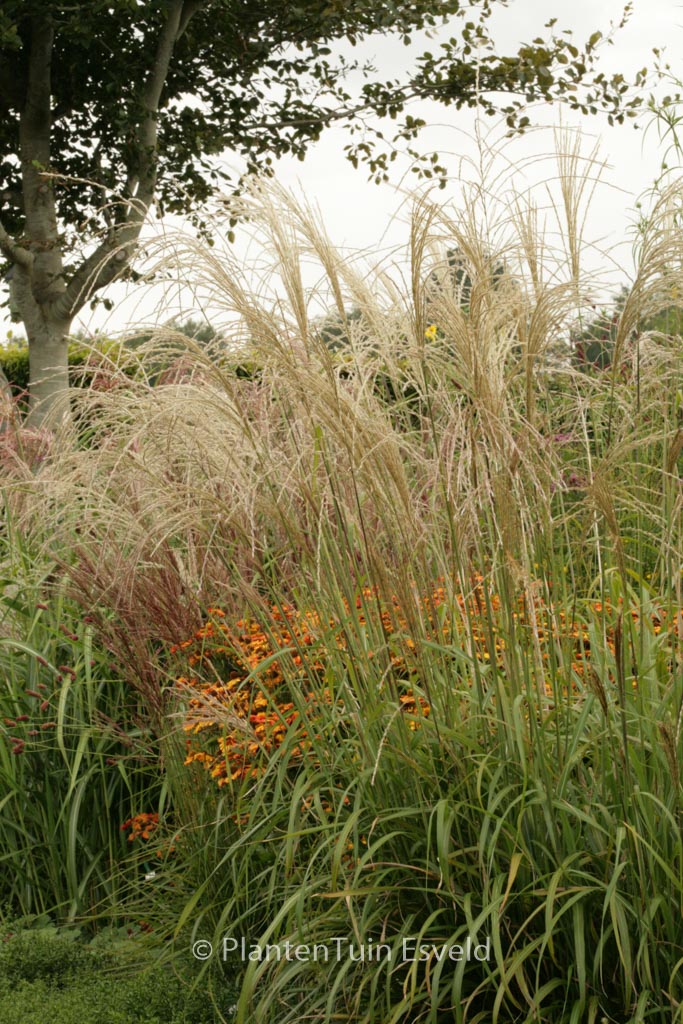 Miscanthus transmorrissonensis