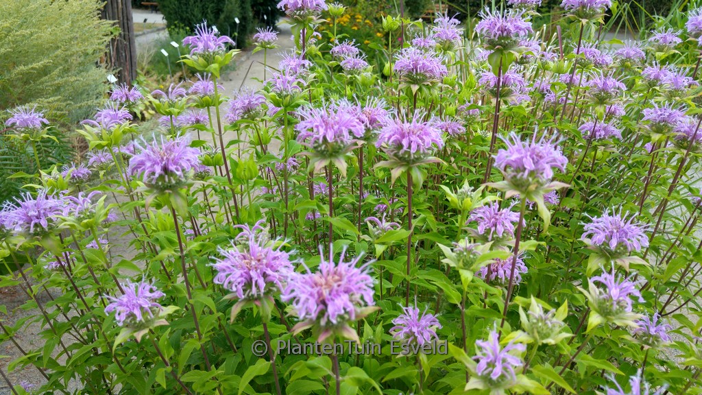 Monarda fistulosa