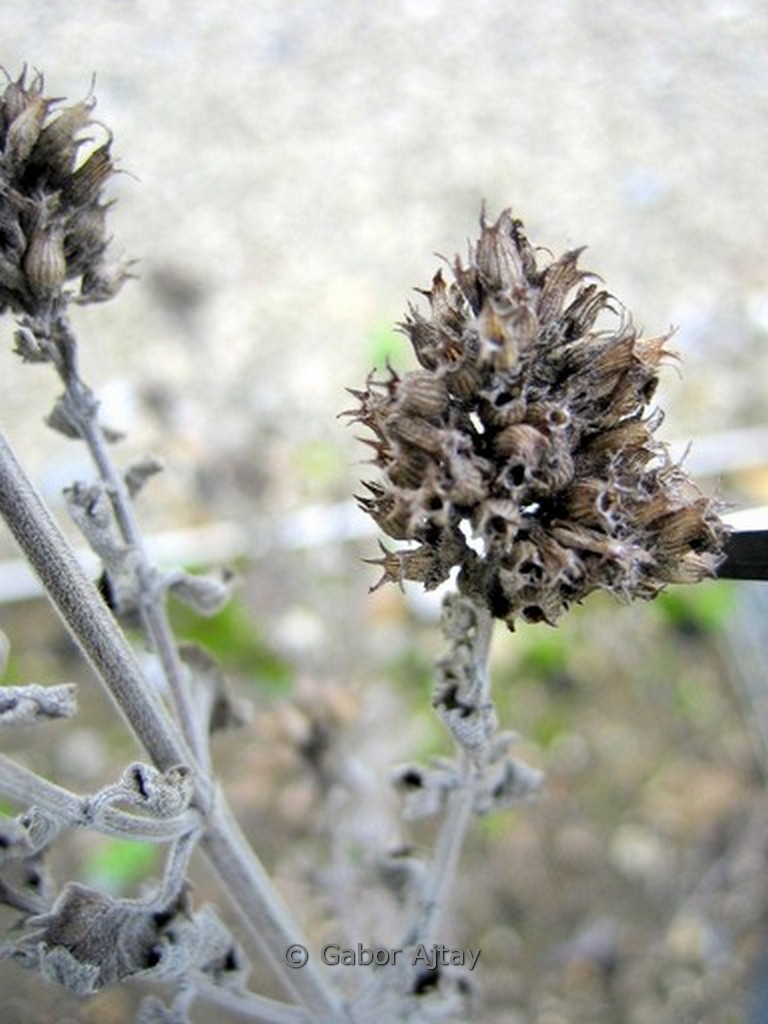 Nepeta cataria