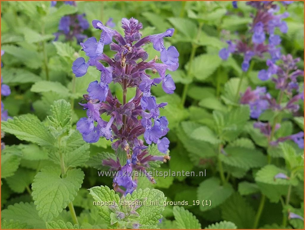 Nepeta faassenii 'Hill Grounds'