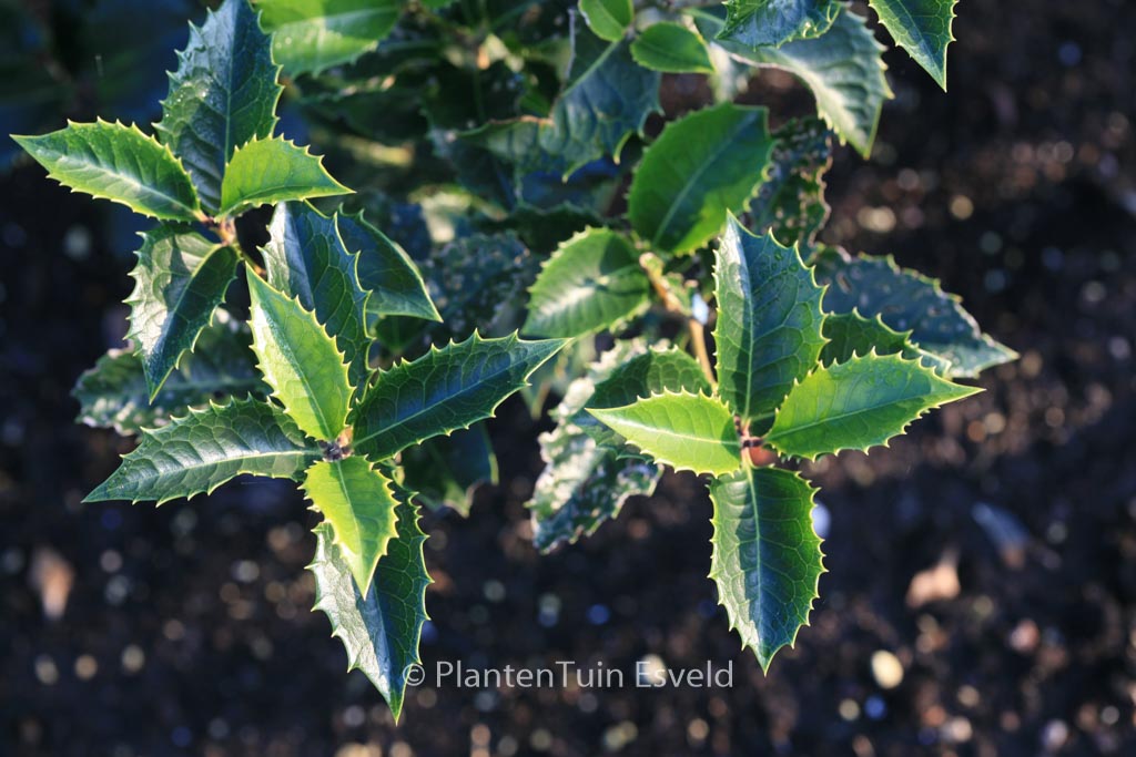 Osmanthus fortunei 'Yokoi'