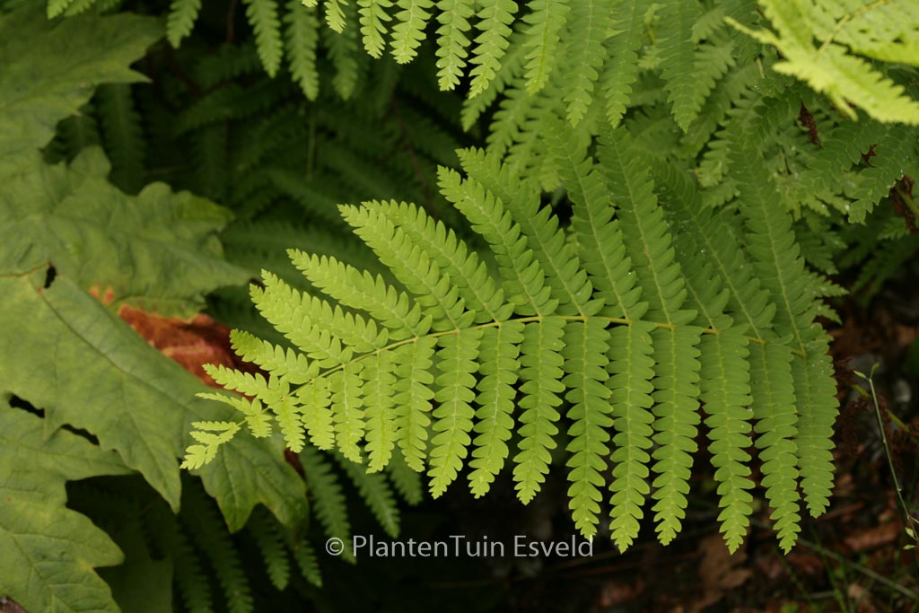 Osmunda claytoniana