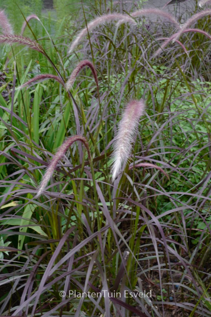 Pennisetum advena 'Rubrum'