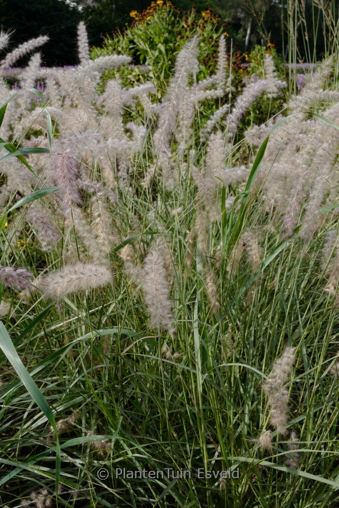 Pennisetum orientale 'JS Dance With Me'