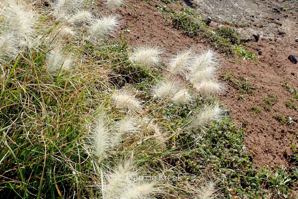 Pennisetum villosum