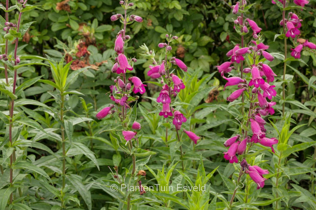 Penstemon 'Burgundy'