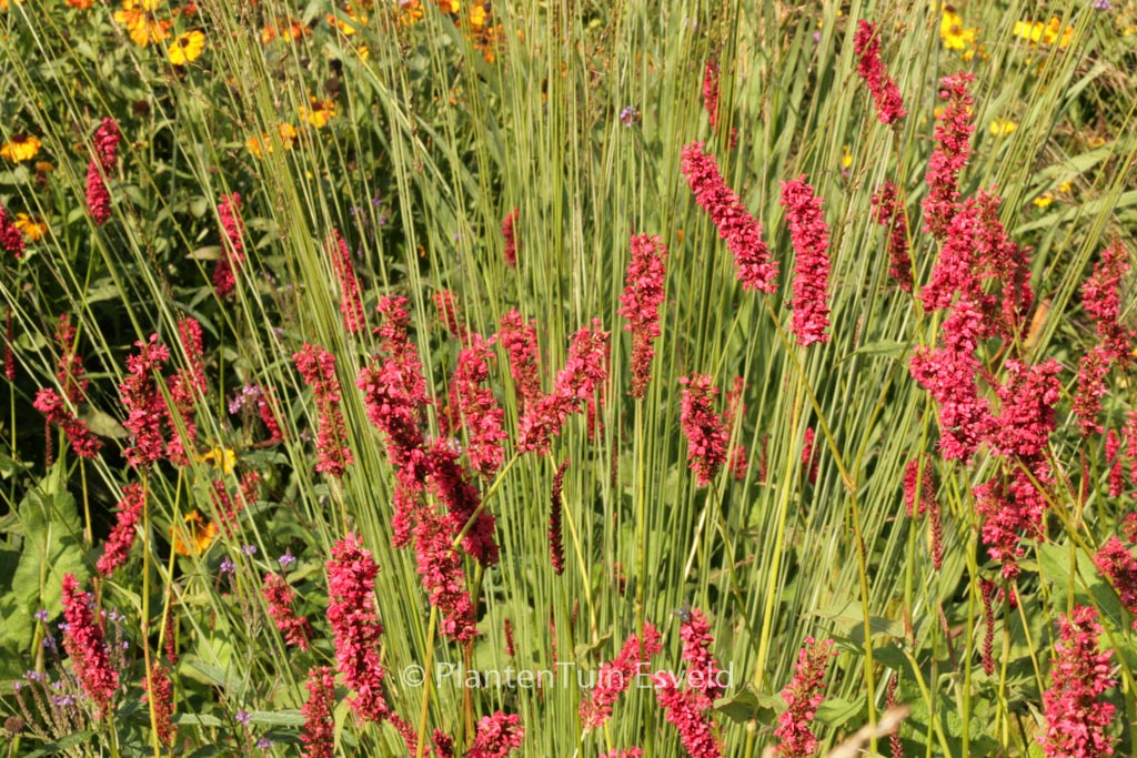 Persicaria amplexicaulis 'Dikke Floskes'