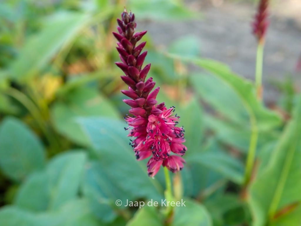 Persicaria amplexicaulis 'Heutinck'