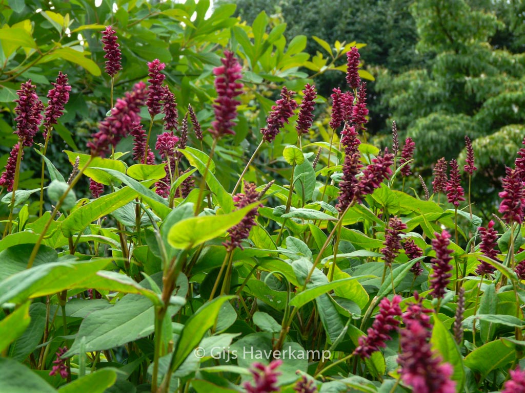 Persicaria amplexicaulis 'Inverleith'