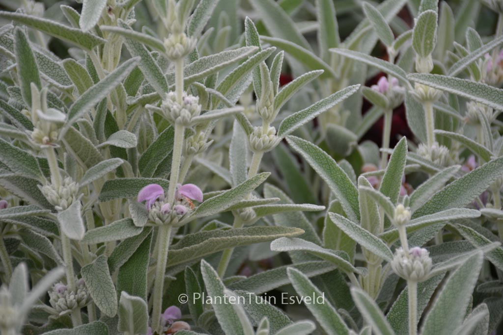Phlomis italica