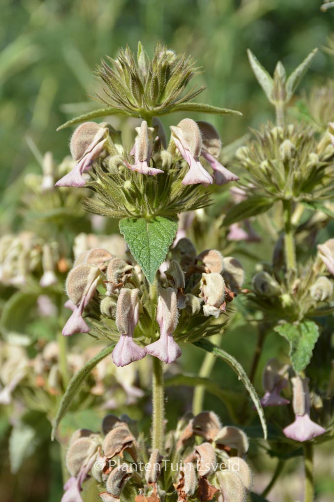 Phlomis samia