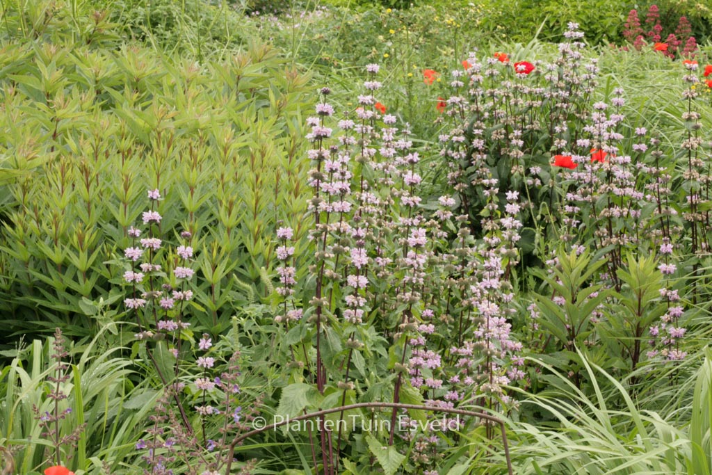 Phlomis tuberosa 'Amazone'