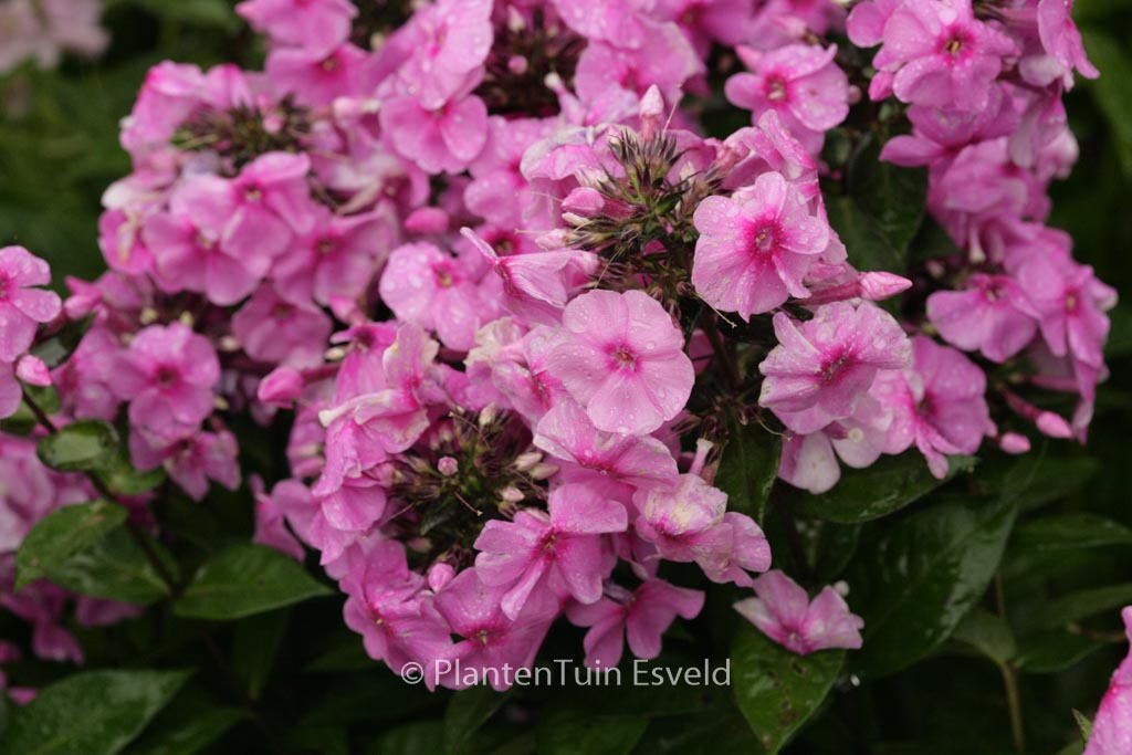 Phlox 'Eva Cullum' (Paniculata Group)