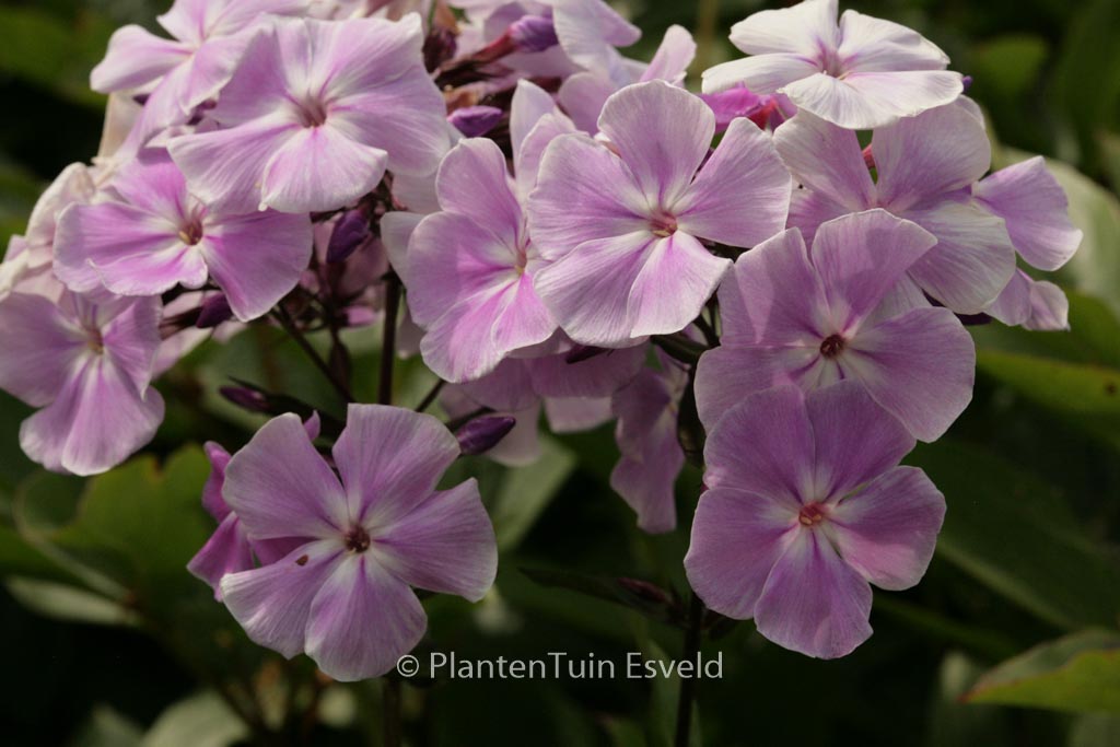 Phlox 'Franz Schubert' (Paniculata Group)