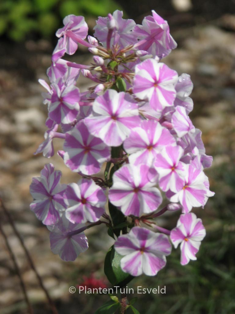 Phlox maculata 'Natascha'