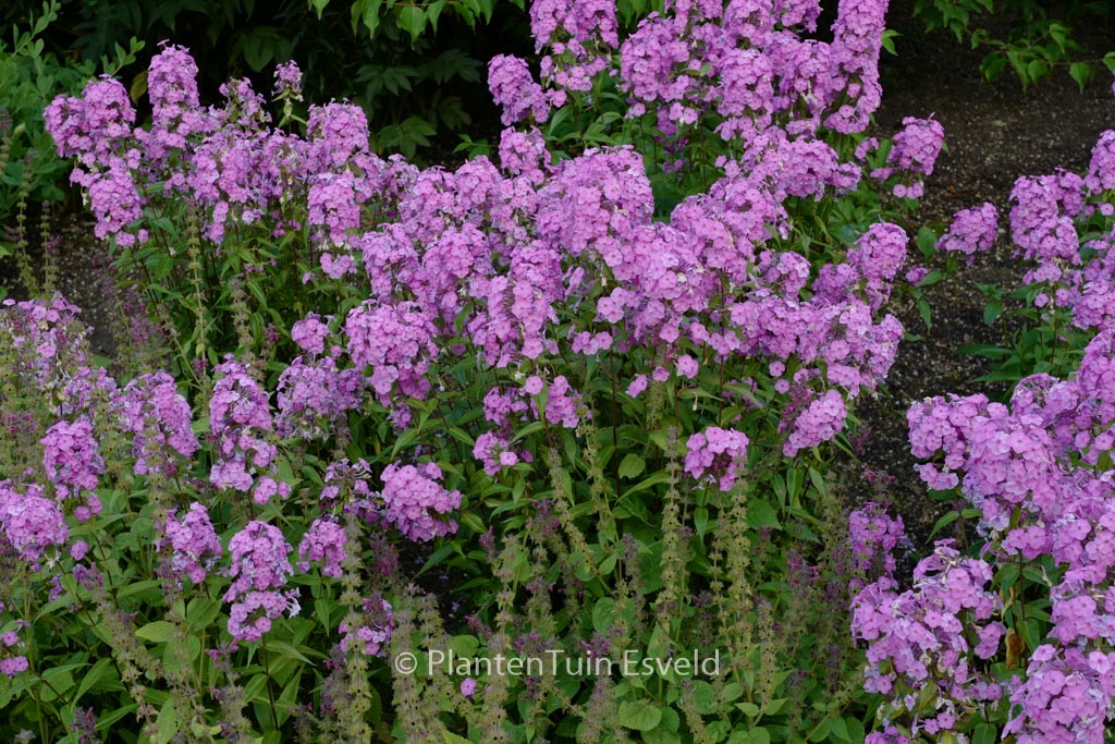 Phlox maculata 'Rosalinde'