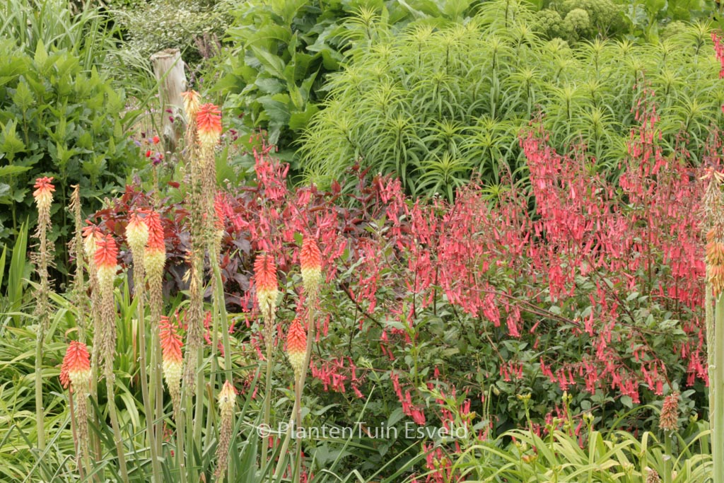 Phygelius rectus 'African Queen'
